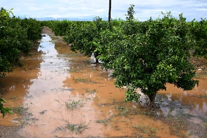 Suelos inundados de un campo de naranjos debido a las lluvias de la mañana del sábado, cerca de Burriana (Castellón).