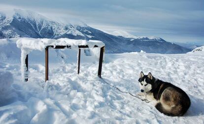 Un perro de la raza husky encadenado a un poste.