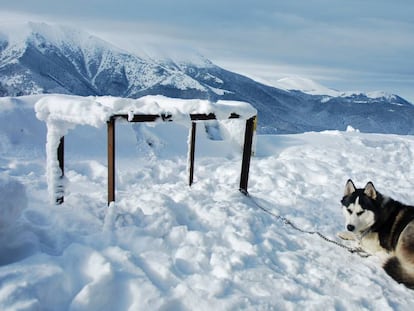 Un perro de la raza husky encadenado a un poste.