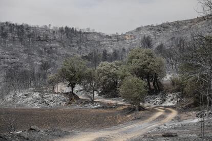 En los últimos días, Lleida ha alcanzado los 42 grados y se ha convertido así en la comarca catalana con las temperaturas más altas.