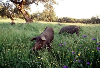 Iberian pure-breed pigs grazing in an orchard in Extremadura.