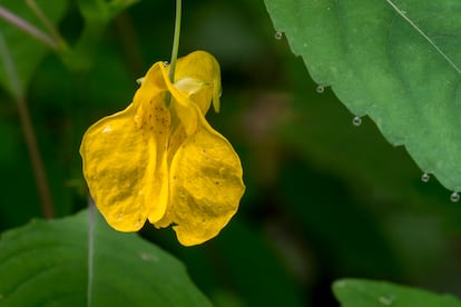 Planta llorando gutación