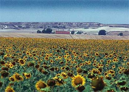 Vista de un campo de girasoles en Villena, provincia de Alicante.