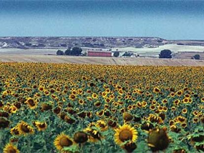 Vista de un campo de girasoles en Villena, provincia de Alicante.