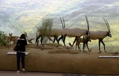 Representación de algunos animales, parte de la exhibición del Museo Nacional de Qatar.