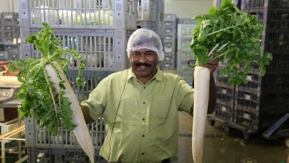 Miembro de una delegación india visita proyecto agrícola en São Paulo.