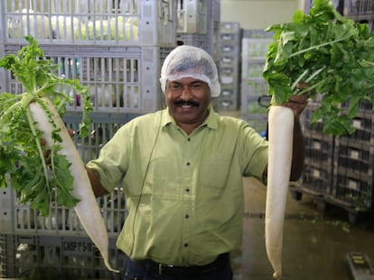 Membro da delegação indiana visita projeto agrícola em São Paulo.