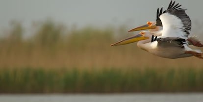 Pelícanos blancos en el delta del Danubio (Rumanía).