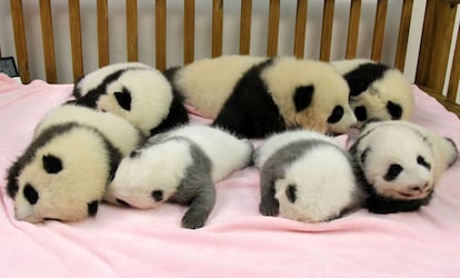 Pandas recién nacidos en el Centro para la Investigación y la Reproducción del Panda Gigante, en Chengdú (China).