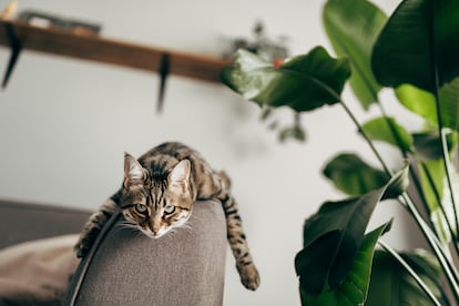 Cats suffer less from sunstroke because they do not usually go outside and spend most of their time at home, where environmental conditions protect them from the heat.