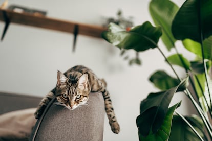 Los felinos padecen menos insolaciones, ya que no suelen salir a la calle y pasan la mayor parte del tiempo en casa, donde las condiciones ambientales protegen del calor.