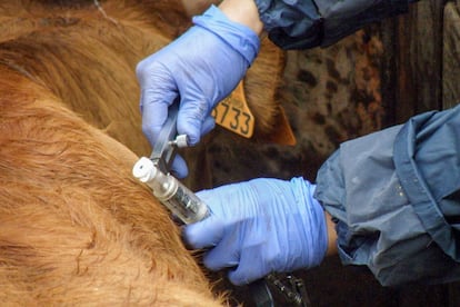 Proceso de saneamiento de ganado para detectar enfermedades como la tuberculosis el martes, en Salamanca (Castilla y León).