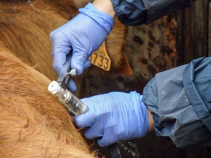 Proceso de saneamiento de ganado para detectar enfermedades como la tuberculosis el martes, en Salamanca (Castilla y León).