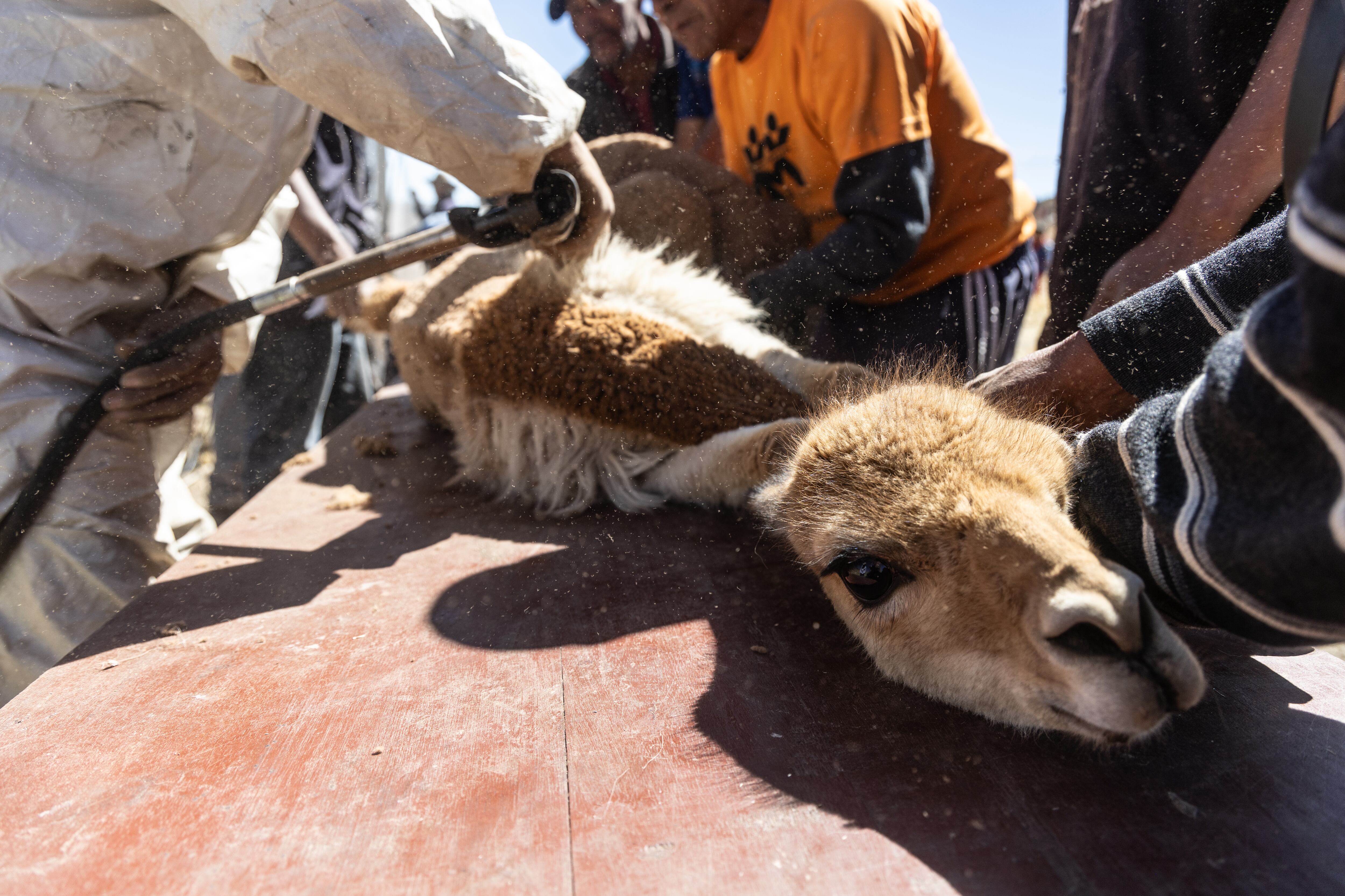 Una vicuña siendo esquilada en San Pedro de Pilas (Perú).