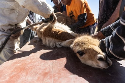 Una vicuña siendo esquilada en San Pedro de Pilas (Perú).