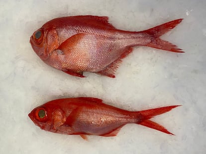 En la parte superior, virrey, uno de los pescados estrella de la alta restauración; debajo, un alfonsino. Imagen proporcionada por O Percebeiro.