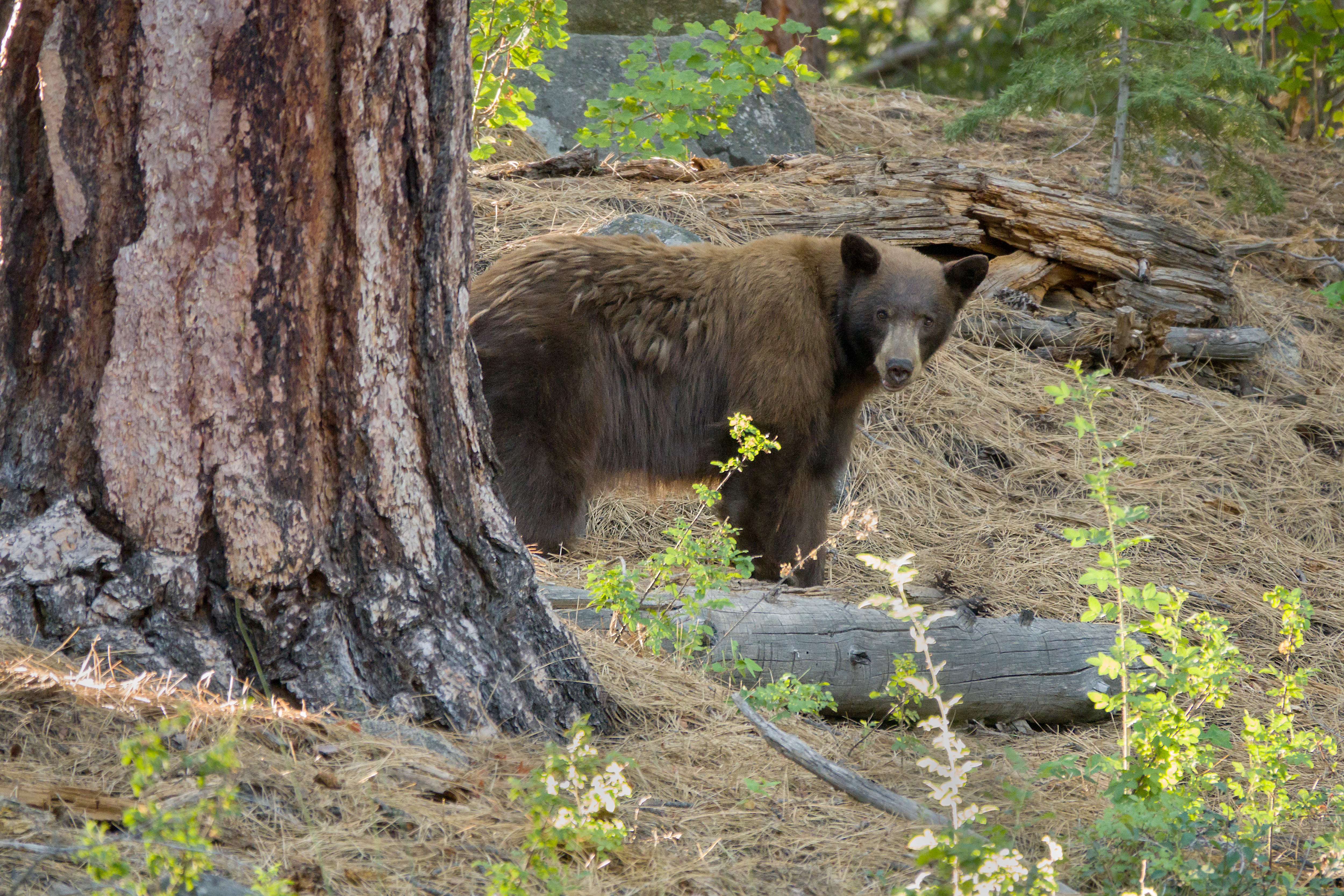 Une chienne meurt protégeant et sauve ses propriétaires d'une attaque d'ours en Californie