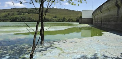 El embalse de As Cunchas, en uno de sus periódicos episodios de cianiobacterias tóxicas