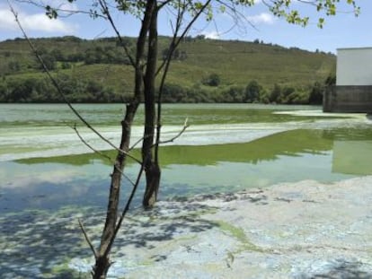 El embalse de As Cunchas, en uno de sus periódicos episodios de cianiobacterias tóxicas