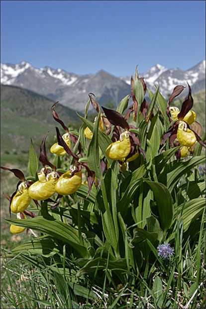 La 'Cypripedium calceolus' es una de las plantas más bellas de la flora pirenaica.