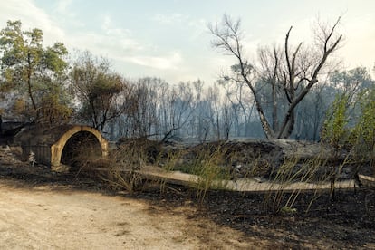 Zona arrasada por el fuego cerca de la urbanización Soto de Viñuelas, en Tres Cantos (Madrid), este martes