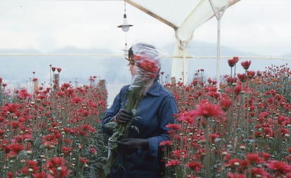 Una imagen de 'Amor mujeres y flores', de la colombiana Marta Rodríguez.