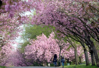 Unas jóvenes pasean con su perro por el parque con los cerezos en flor en Colonia, Alemania.