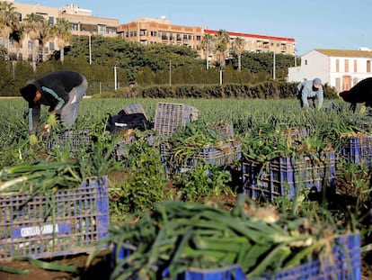 Varios trabajadores de la huerta valenciana el pasado mes de enero en Alboraia (Valencia).