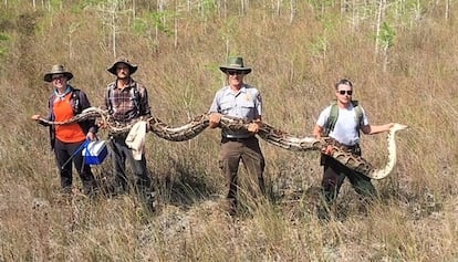 Miembros del equipo de la reserva Big Cypress sostienen a la pitón de 5,2 metros.