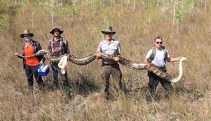 Miembros del equipo de la reserva Big Cypress sostienen a la pitón de 5,2 metros. 