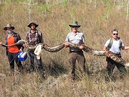 Miembros del equipo de la reserva Big Cypress sostienen a la pitón de 5,2 metros. 