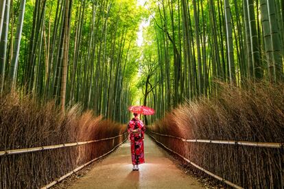 Uno de los paseos más sugerentes en Kioto (Japón) es el del bosque de bambú de Arashiyama, en el distrito de Sagano. El lugar es muy visitado, por lo que conviene llegar pronto, mejor al amanecer, cuando el sol se filtra entre las ramas y la brisa hace susurrar los troncos de bambú. La senda conduce hasta el templo y los jardines zen de Tenryu-Ji, del siglo XIII.