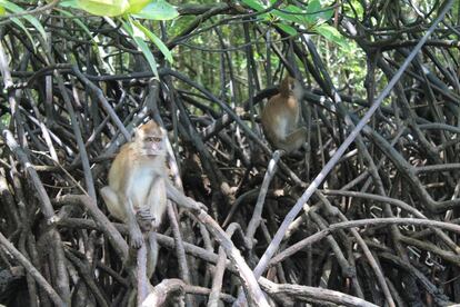 Alimentados con productos industriales, algunos primates de Langkawi han comenzado a desarrollar enfermedades humanas.
