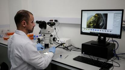 Palaeontologist Edwin Cadena uses a microscope to observe a shark fossil in Bogot�, on June 9, 2022. - A new species of shark with flat teeth that lived millions of years ago has been identified for the first time in northeastern Colomtiburóbia from numerous fossils, one of the researchers in charge of the discovery told AFP. (Photo by Juan Pablo Pino / AFP)