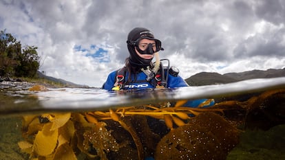 La expedición en la Patagonia chilena que revela los secretos de un bosque submarino único en el mundo