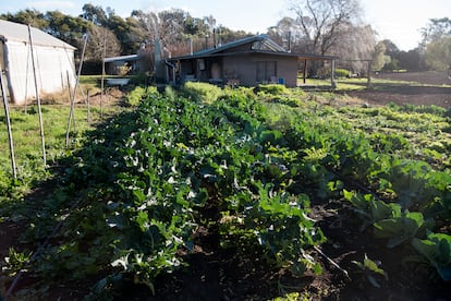 Colucci also has other crops such as pumpkins and potatoes.