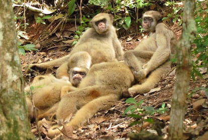 Monkeys descending from the trees