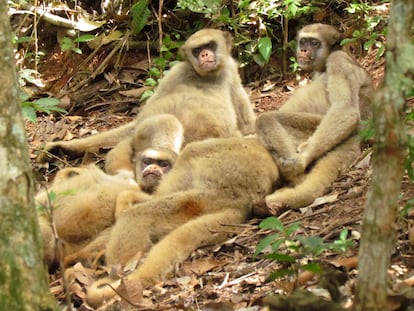 Monkeys descending from the trees