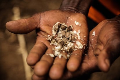 De las semillas de moringa se extrae un aceite muy valioso para la fabricación de cosméticos. De las hojas se elaboran condimentos para la comida.