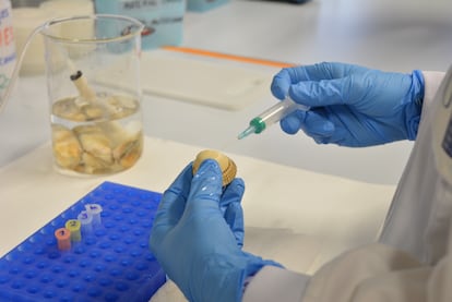 Injection of contagious leukemia in a cockle at the University of Santiago de Compostela. 