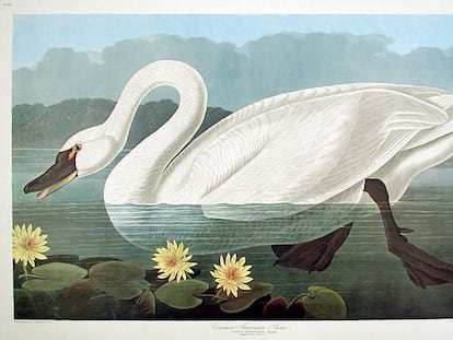 Cisne común pintado por Audubon.
