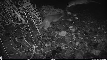 Una imagen de dos nútrias tomada por la Fundació Barcelona Zoo.