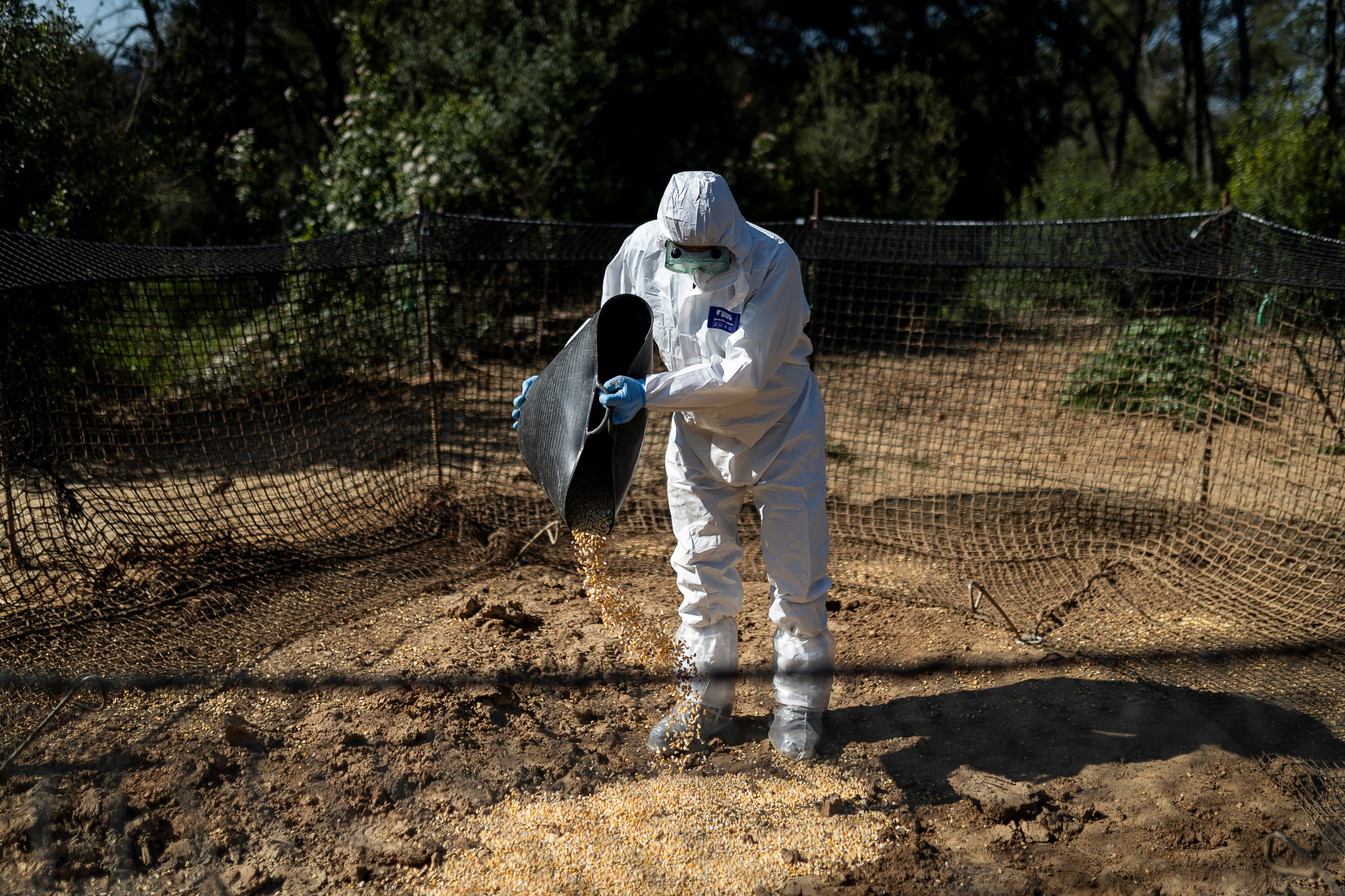 Dos miembros del Grupo Especial de Captura de Animales (GECA) preparan una trampa Pig Brig Trap para la captura de jabalíes.