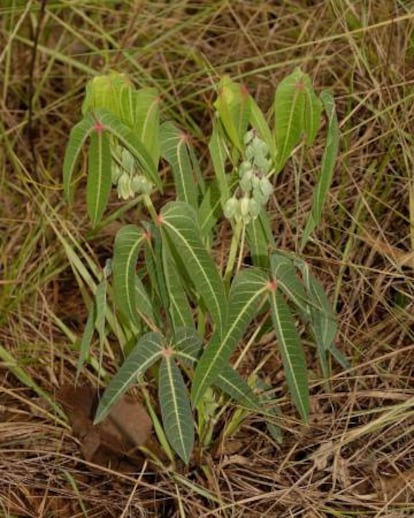 Una de las 11 variedades de yuca ('Manihot debilis') encontradas en Brasil.