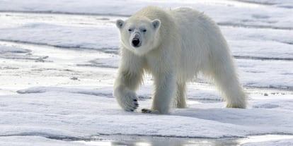 Los osos polares se han visto gravemente afectados por el deshielo del Ártico.