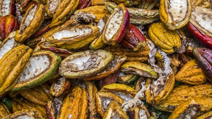 Cacao en la Amazonia ecuatoriana.