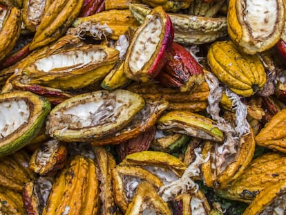 Cacao en la Amazonia ecuatoriana.