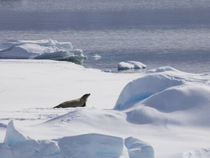 Imagen de una foca en la Antártida.