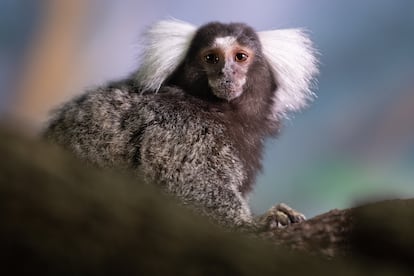 El mono tití común (Callithrix jacchus) es una especie de primate endémico de los bosques del este de Brasil.
