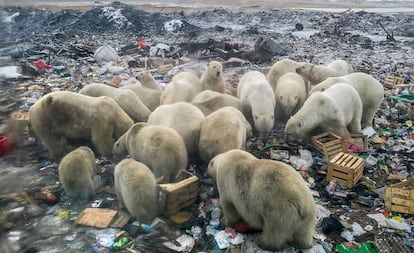 Osos polares en Belushya Guba, en el norte de Rusia.